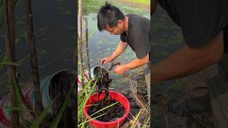 10 kg fish catching  🐟 #fishing #shorts #youtubeshorts