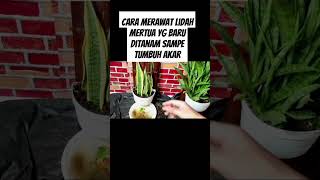 Cara merawat lidah mertua sampe tumbuh akar #pupukorganikterbaik #pupukterbaik