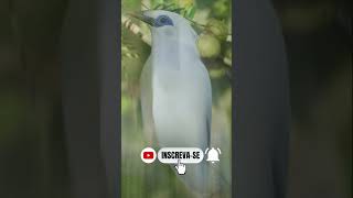 BALI MYNA #shorts #animals #curiosidades #shortsyoutube #shortvideo #shortsfeed #animais #short