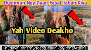 Saal Bhar Ki Mehnath Pay Pani Phaardiya😭/ Daan ki Fasal Tabha kiya/Khudaya Rahem