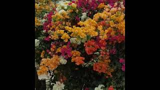 شجرة البوغانفيليا المطّعمة بعدة ألوان Bougainvillea inlaid with several colors