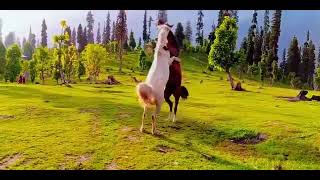 Rangla Azad Jammu Kashmir - رنگلہ آزاد جموں کشمیر