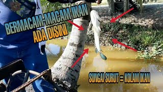 MANCING IKAN NILA DAPETNYA IKAN BEGINI