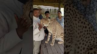 Jean Paul family - at a Cheetah conservation centre in Western Cape, South Africa - 1st Video