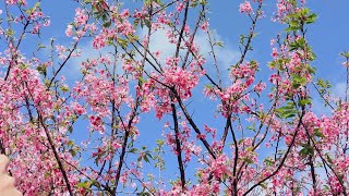 Cherry blossoms Hongkong #shorts #cherryblossoms #hongkong #tungchung