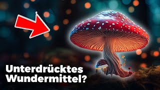 Das Geheimnis der Fliegenpilze | Erfahrungsbericht Microdosing