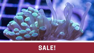 Moving Sale Stock! midnight clown, palythoas, cyphastrea, Picasso clowns, hammer coral