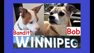 Bandit & Bob's Winnipeg Highjinks