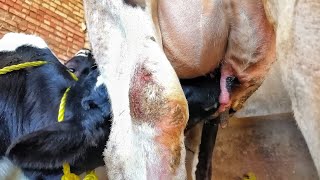 Look at a calf sucking its mother's milk from a special angle. Amazing