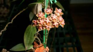 Just the Flowers Ma'am! Hoya soligamiana