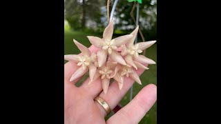 Hoya undulata: A Second Look