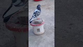 🦅#pigeon #kabutar #kamagar #youtubeshorts #shorts