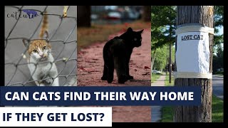 Can Cats Find Their Way Home If They Get Lost?