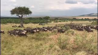 Natural spectacler wildebeest migration is starting at the right time ❤️👏👏