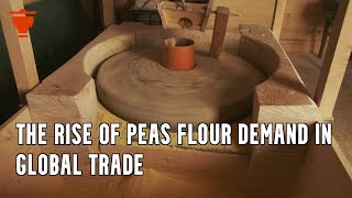 The Rise of Peas Flour Demand in Global Trade