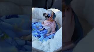 cute dog funny video #shorts#funny#tiktok#trending#shortvideo#viral#youtubeshorts#status#dog#dogs