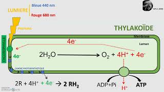 La phase photochimique de la photosynthèse dans le chloroplaste