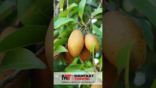 Rahasia Manfaat Luar Biasa Buah Sawo Untuk Kehatan #shorts #sawo #fyp #viral #tranding