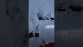 #Beaudog #pinehilltrail #report 2-3-24 #wawa #backcountry #earnyourturns #snowboarding