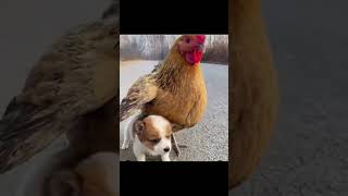 நான் நாய் கிட்ட கேட்டேன் டி 🐓🐔 #funny_chicken #kozhi_koothugal #funny #funnyvideo #shorts 😂😅🤣