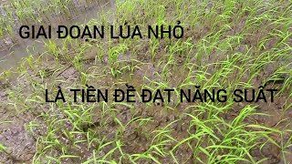 kinh nghiệm để lúa đạt được năng suất cao / vụ lúa thu đông 2022