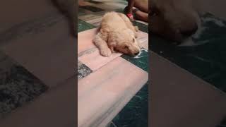 New puppy #goldenretriever #viral