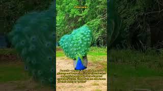 Discover the Enchanting World of Peacocks: Nature's Living Art