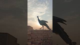 Amazing beautiful peacock #birds #youtubeshorts #peacock #ytshorts#youtubevideos #shorts#viralvideo