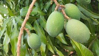 mostrando minhas plantas frutíferas