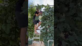 Vertical farming using aeroponic towers offers the possibility to cultivate more than 160