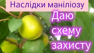 Наслідки хвороби МАНІЛІОЗУ на абрикосі  Глибокі враження майбутнього врожаю. Даю систему захисту.