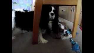 But I want that chew - 1 patient Cavalier King Charles Spaniel :)