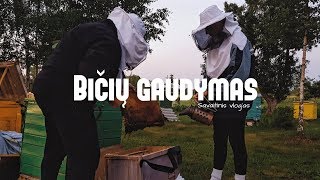 Bičių Gaudymas | AIVARAS