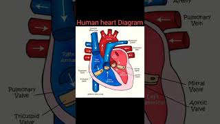 Human heart#shorts #diagram #humanheart