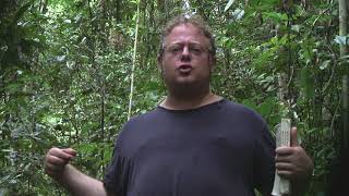 Wallace's Standard-wing Bird of Paradise (Semioptera wallacei) displaying with George Beccaloni