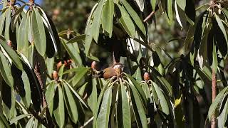 White browed Fulvetta