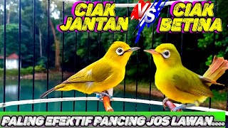 CIAK BETINA VS CIAK kecial kuning JANTAN | PALING EFEKTIF PANCING EMOSI & JOS LAWAN 💯 BIKIN GACOR