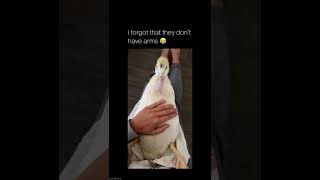 tickling a duck