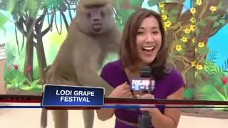 Top 10 Best Animal News Bloopers