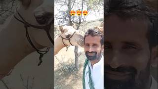 My Lovely🐪Camel and the Desert #ytshorts #camel #camellove #camelfarming #camelinthedesert