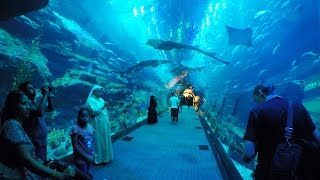 Dubai Mall Aquarium | Underwater Zoo in The Dubai Mall