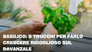 Basilico: 5 trucchi per farlo crescere rigoglioso sul davanzale