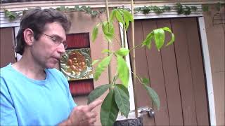 White Sapote tree ordered online from Lara Farms