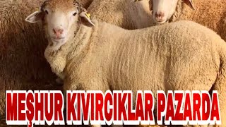 HERKES BU KUZULARIN PEŞİNDE | EN UCUZ PAZAR BURASI