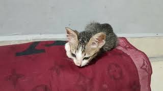 So cute my little baby kitten very smart but lost mom