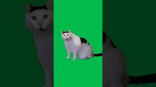 МЕМ С КОТОМ которого ТОШНИТ на ЗЕЛЕНОМ ФОНЕ ФУТАЖ #memes #catmemes #greenscreen #shortsvideo