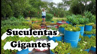 El más hermoso Jardín de suculentas gigantes| Vía recreativa| Jardín botánico de Chapultepec|*Blog*