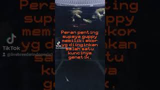 Tips melebarkan ekor guppy part 2 #shorts