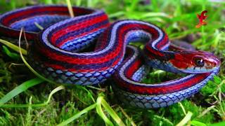 Top 5 Most Beautiful & Colorful  Snakes In The World