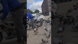 loud suzuki sv 650 vs birds #suzuki #sv650 #yoshimura #motorcycle